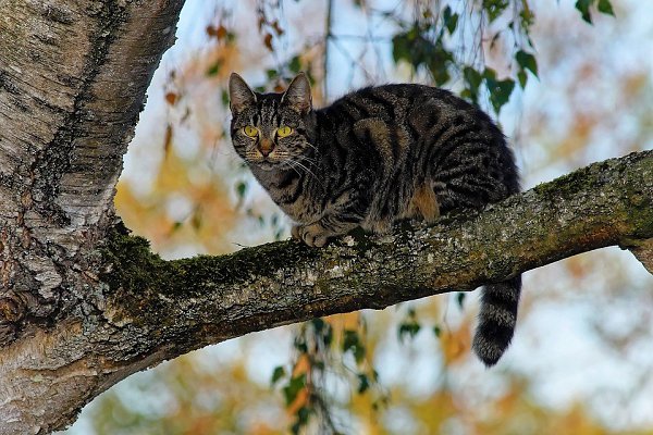 Нужно ли снимать кошку с дерева?
